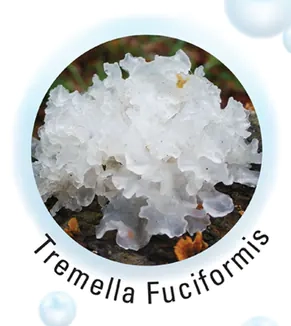 Tremella Fuciformis