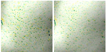 Покращення текстури шкіри після пудри TOCOBO Cica Calming Powder Wash